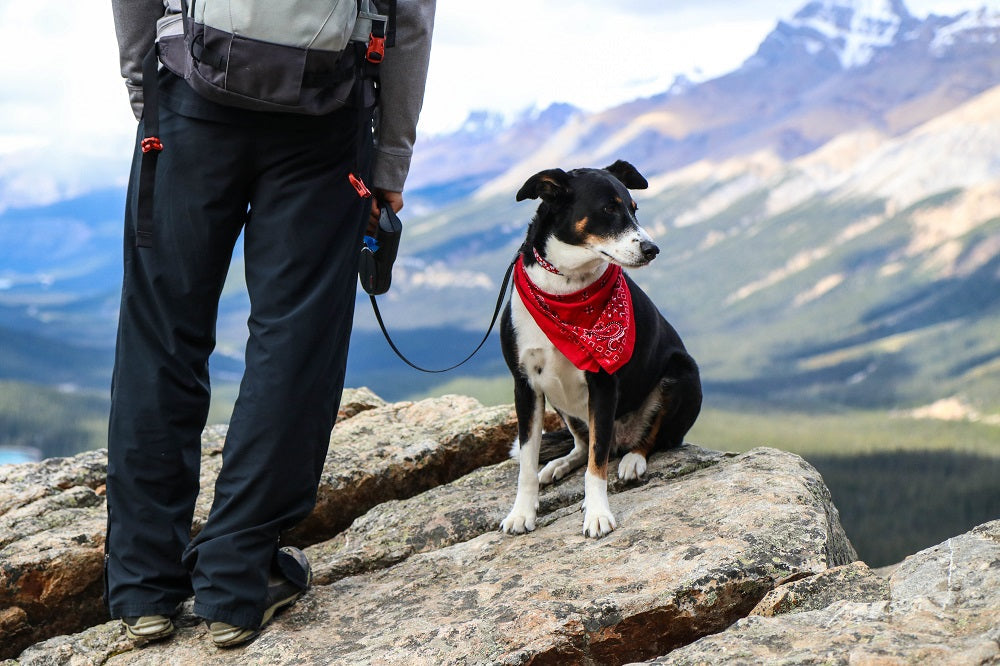 November 17 | National Take a Hike Day – Hit the Trails with Your Dog