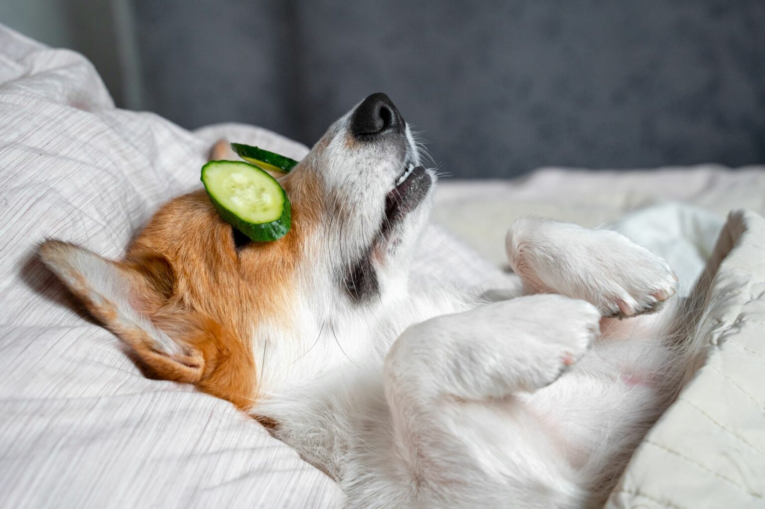 April 27: National Little Pampered Dog Day – Because Our Pups Deserve the Best