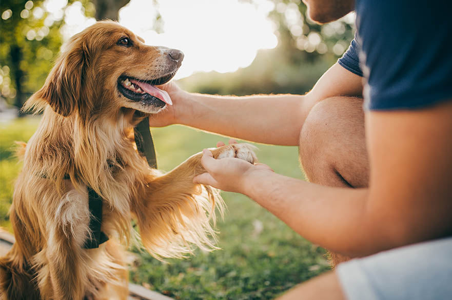 April 27 – National Pet Parents Day: Celebrating the Love We Share with Our Pets
