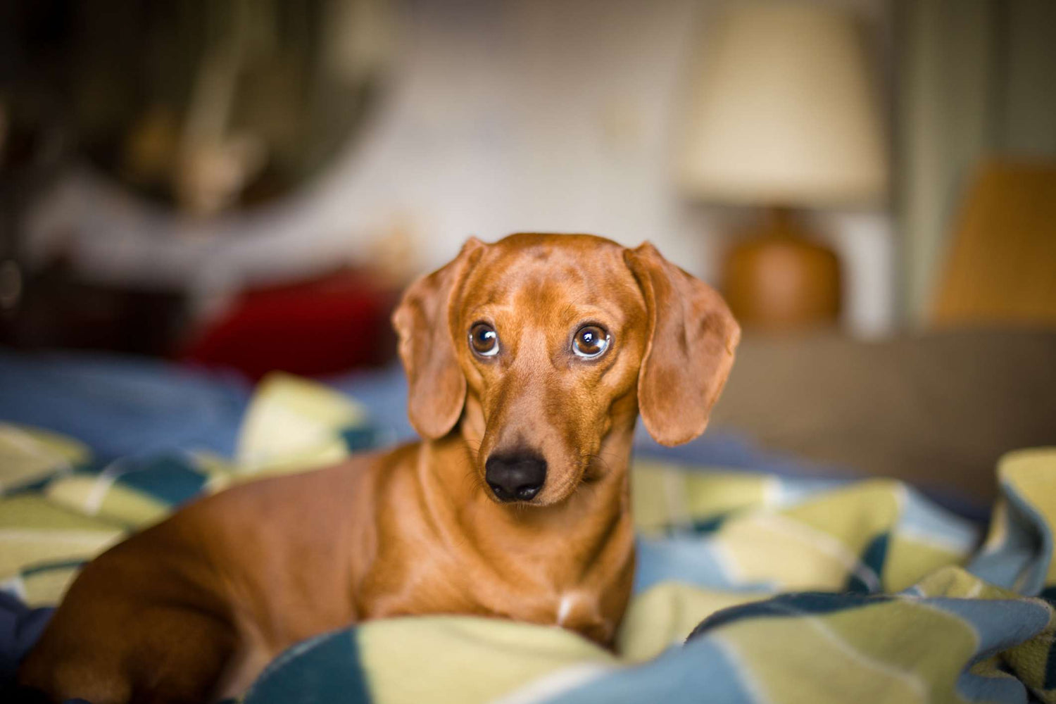Celebrate National Brown Dog Day: The Unsung Heroes of the Canine World