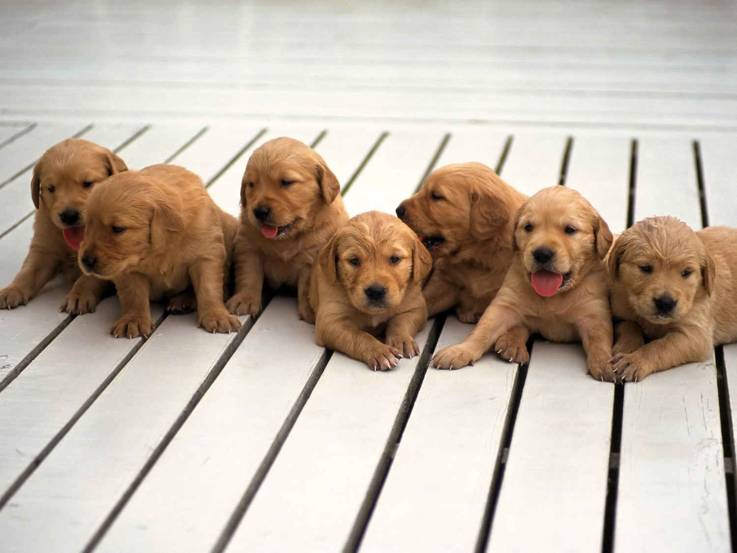 March 23: National Puppy Day – Because Every Day Should Be Puppy Day!