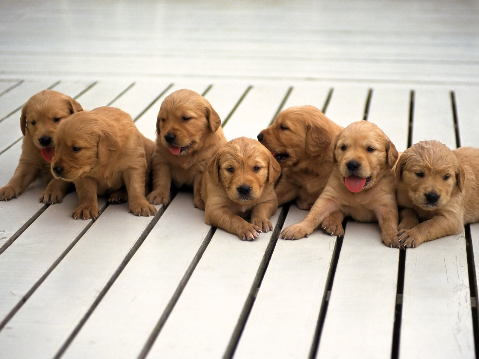 March 23: National Puppy Day – Because Every Day Should Be Puppy Day!