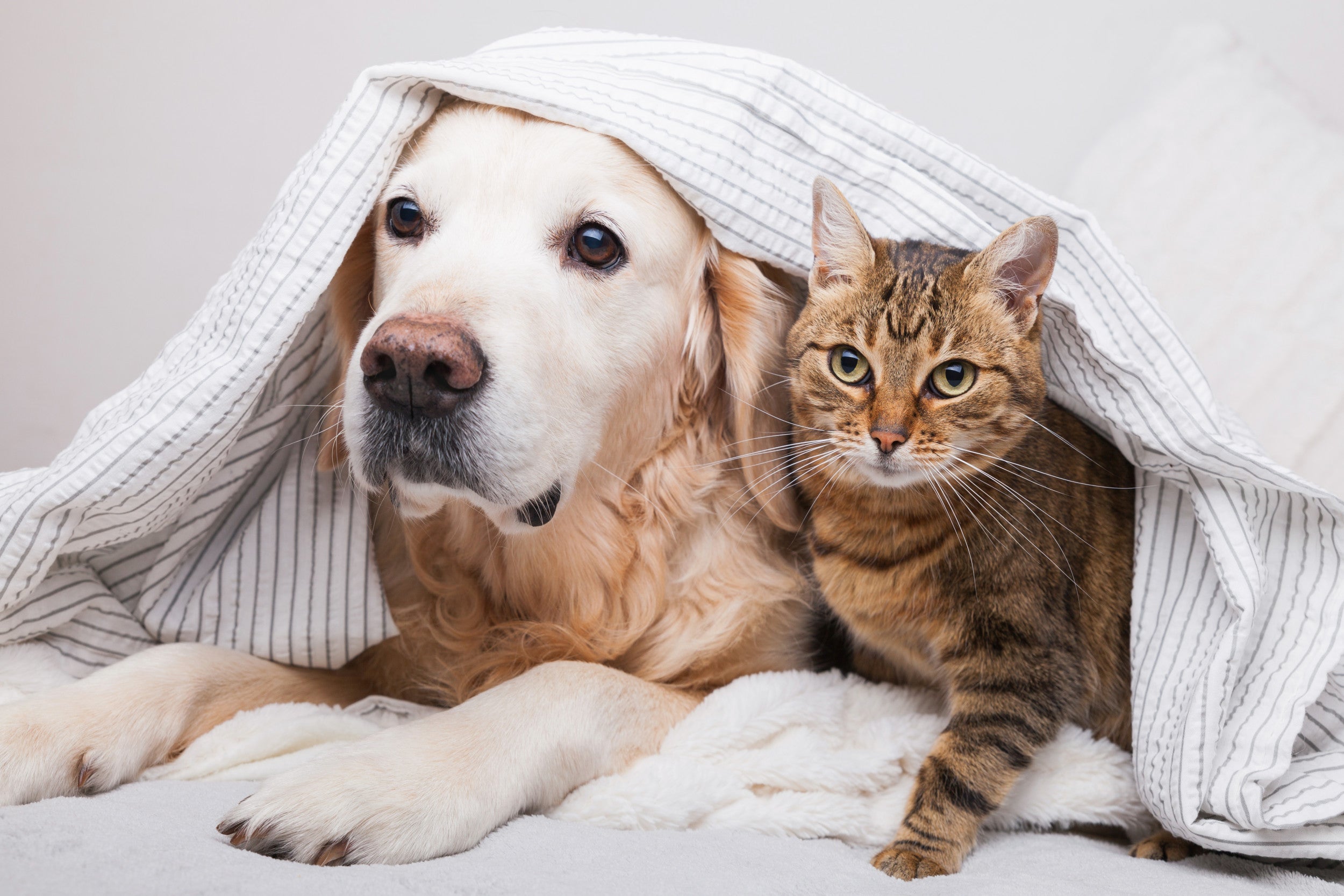 September 17th | National Pet Carbon Monoxide Safety Day