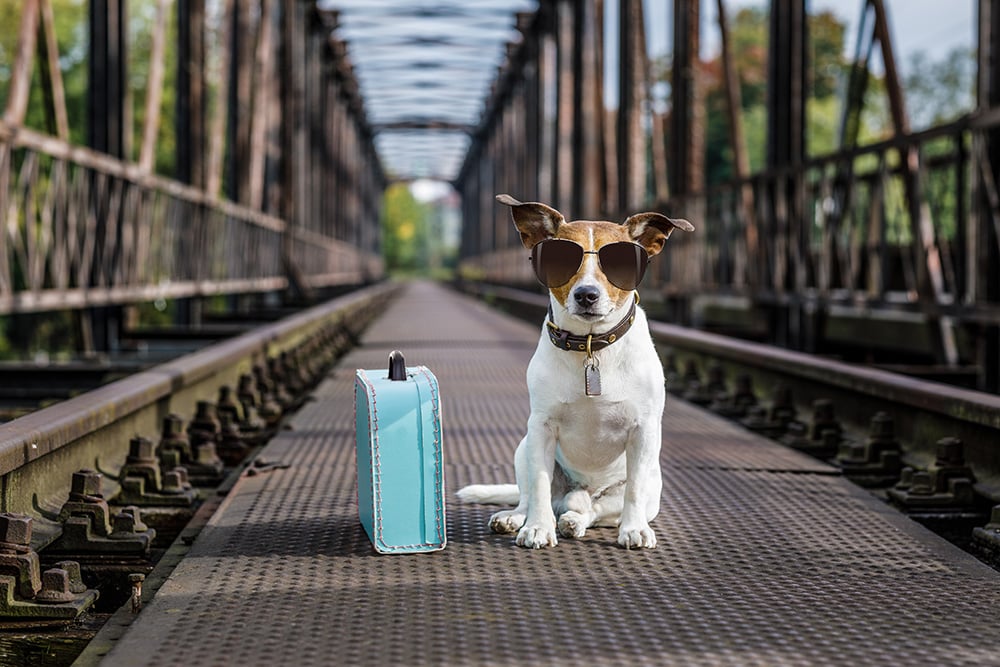Keeping Pets Safe on National Pet Travel Safety Day (January 2)