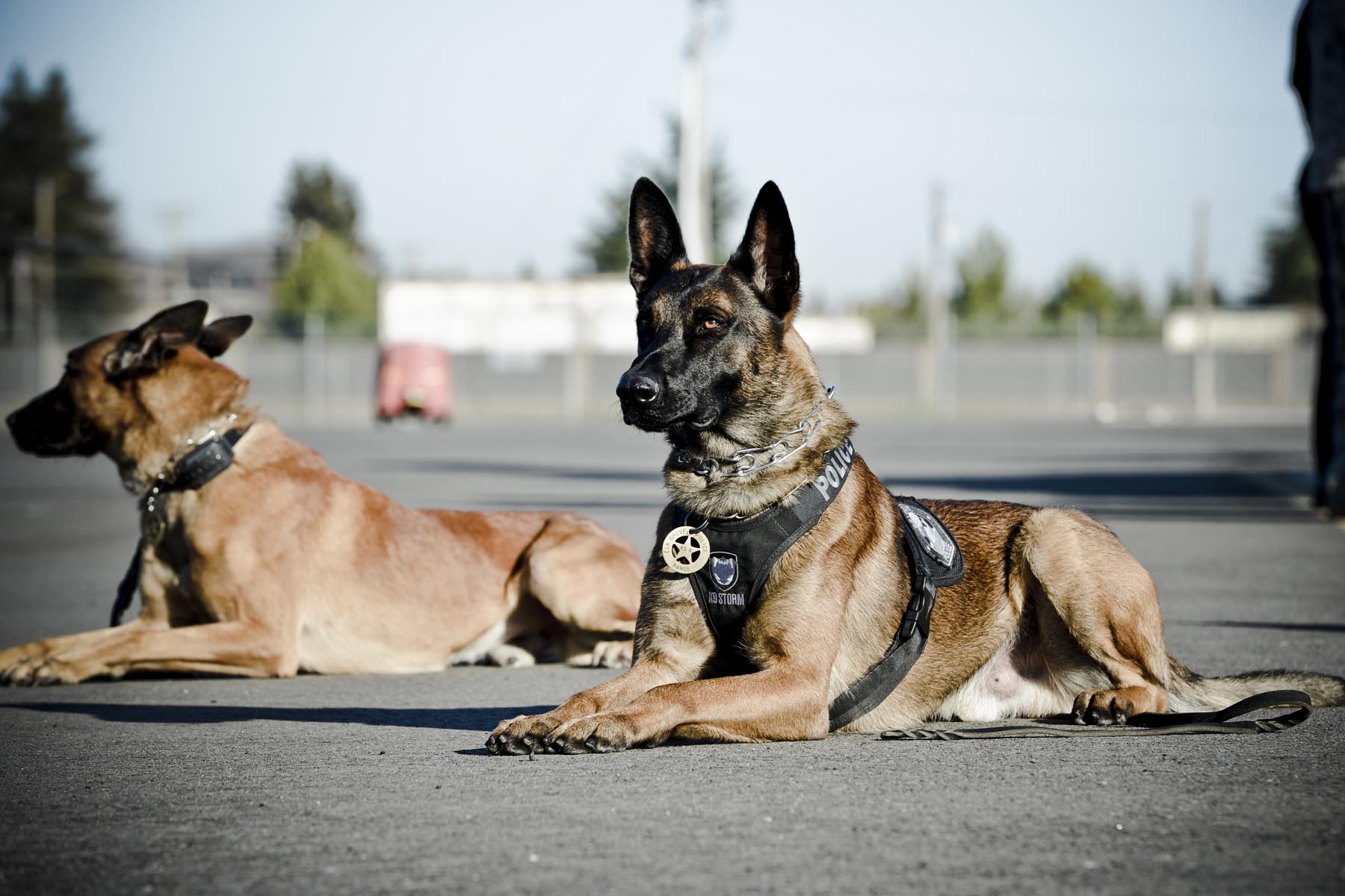 March 13: K-9 Veterans Day – Honoring Our Four-Legged Heroes