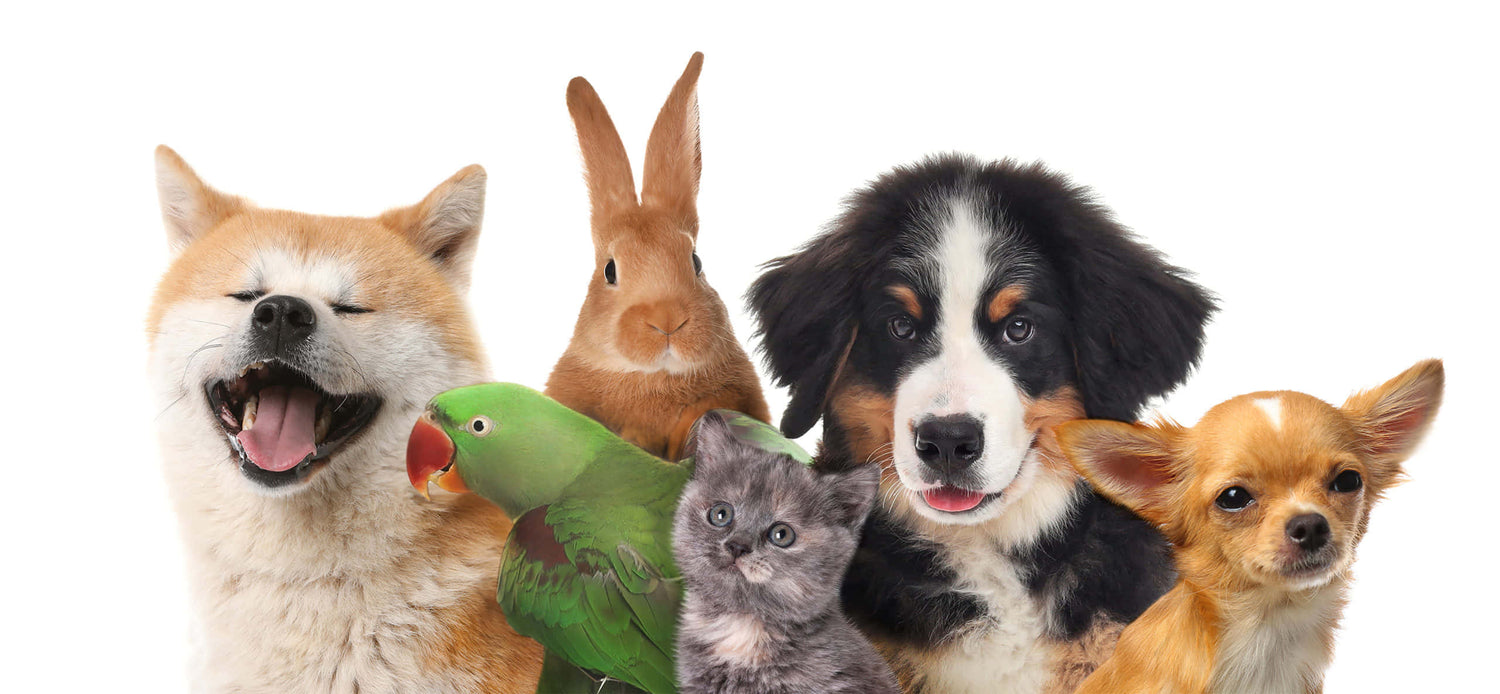 May is for Pets: Celebrating National Pet Month and Raising Awareness for Pet Cancer