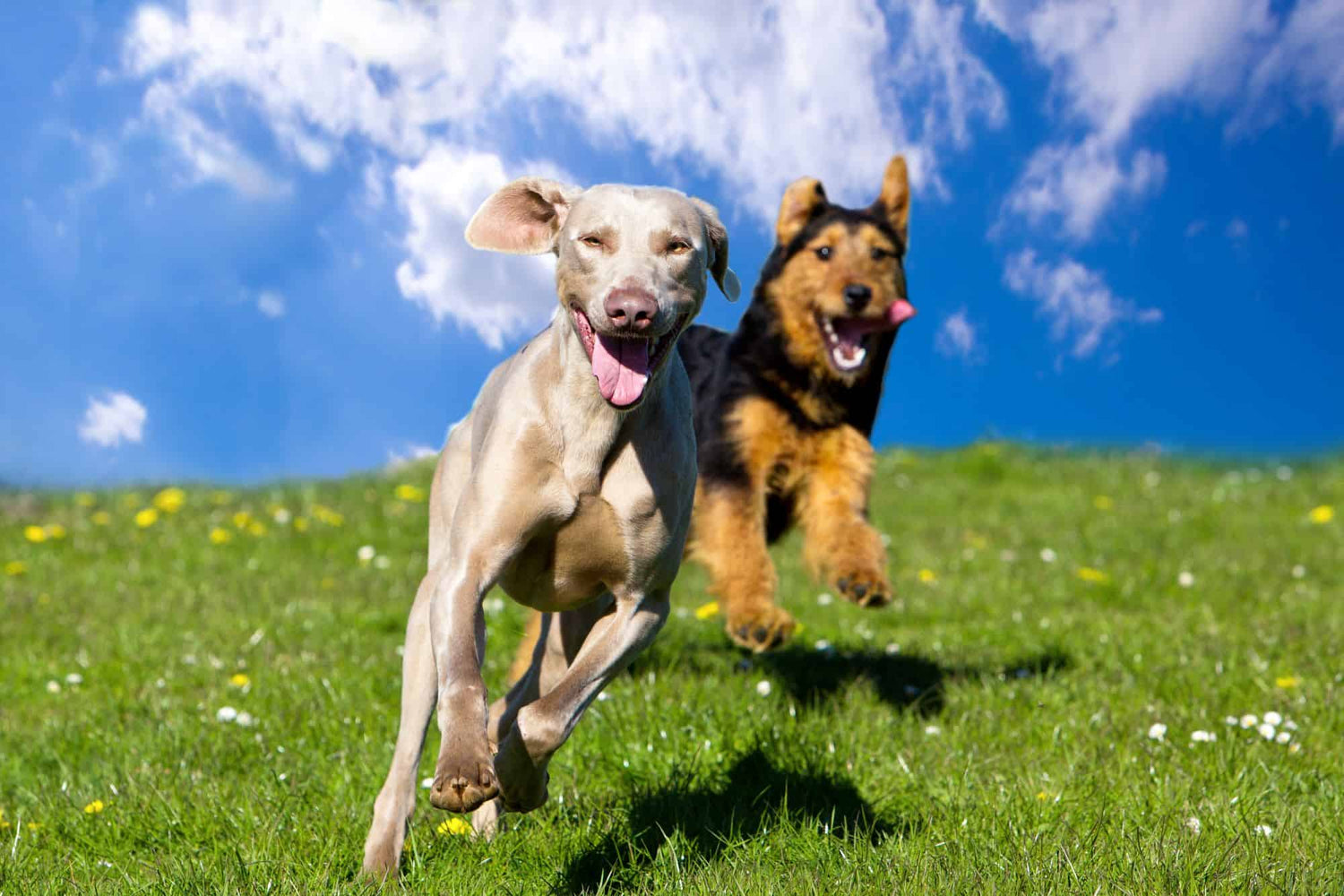 April: A Month to Celebrate Healthy, Happy Dogs