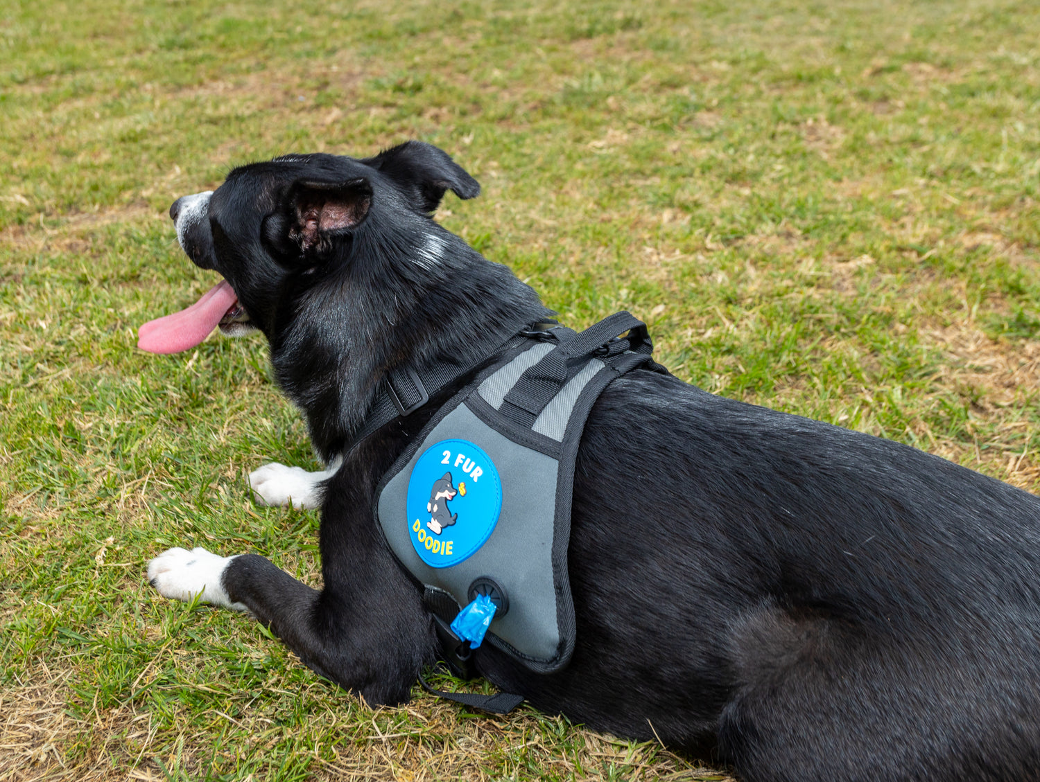 All-in-One Dog Harness: The Poop Saddle - Bag Dispenser & Essential Pocket