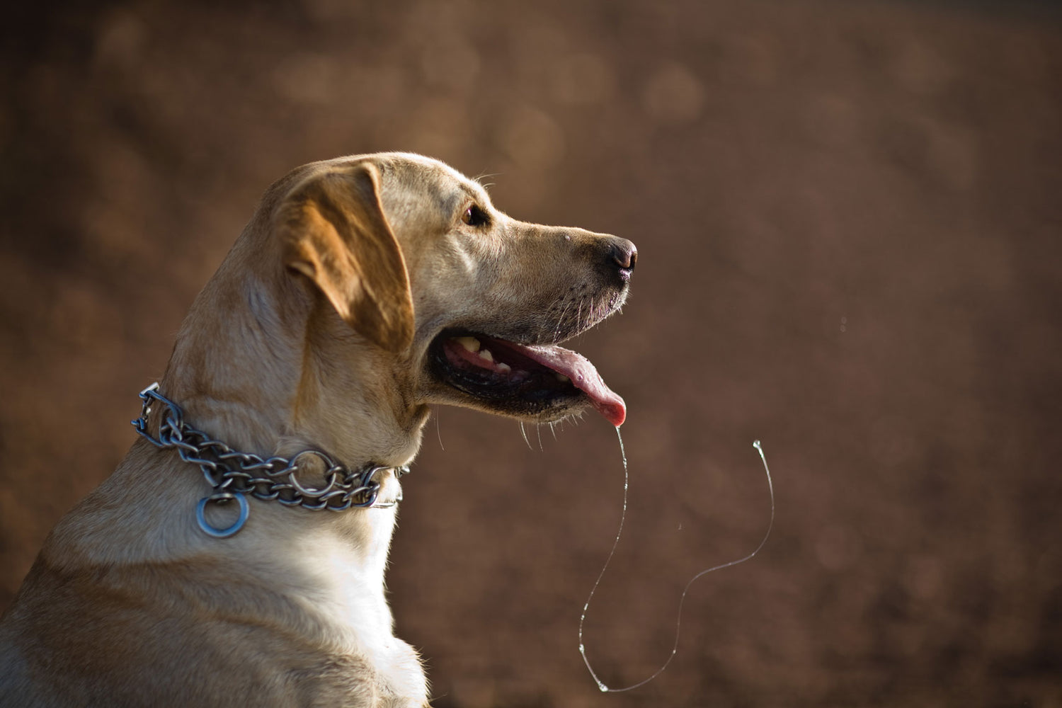 National Slobber Appreciation Day: Celebrating Dog Drool in All Its Glory