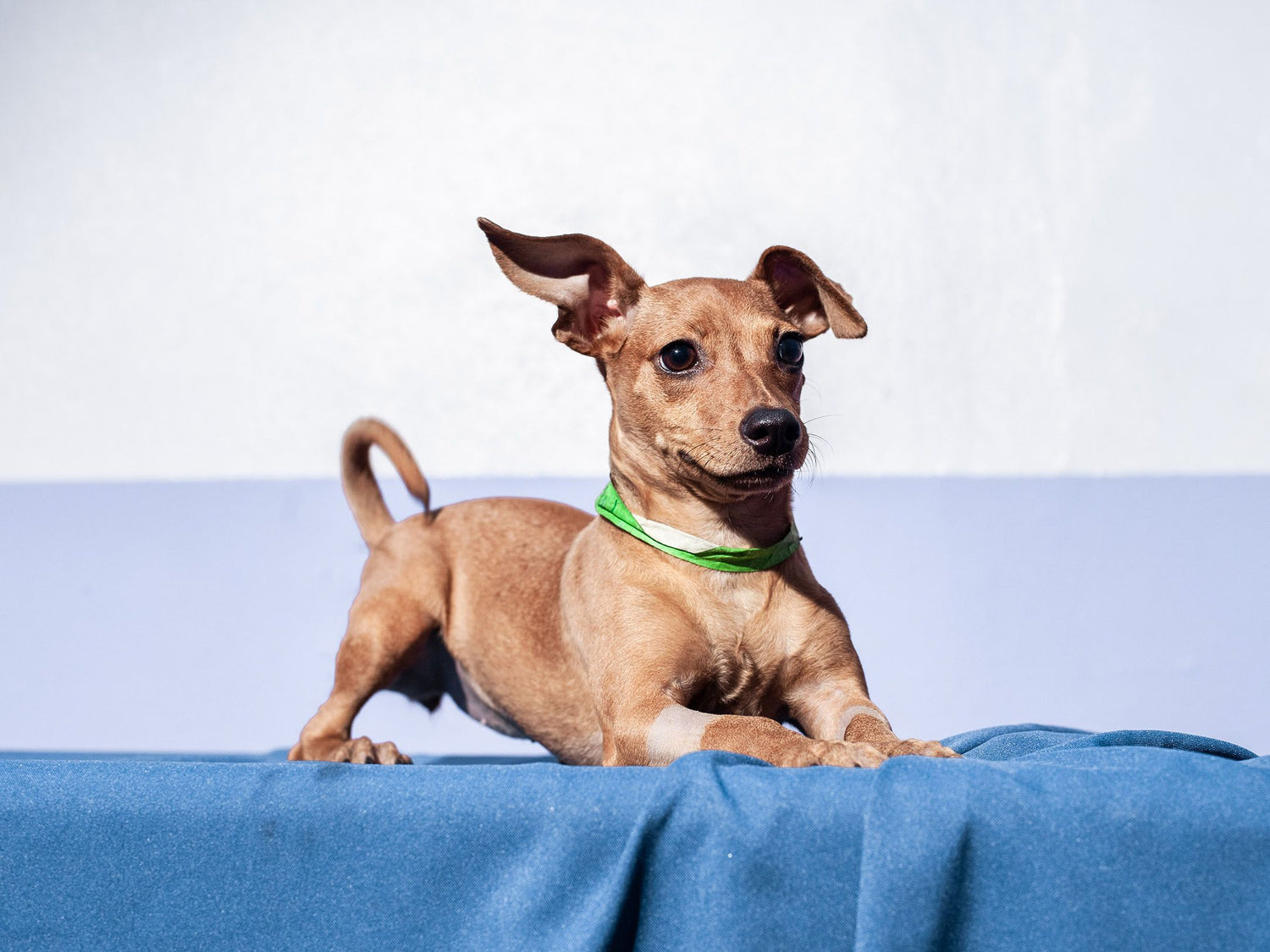 July 31: National Mutt Day