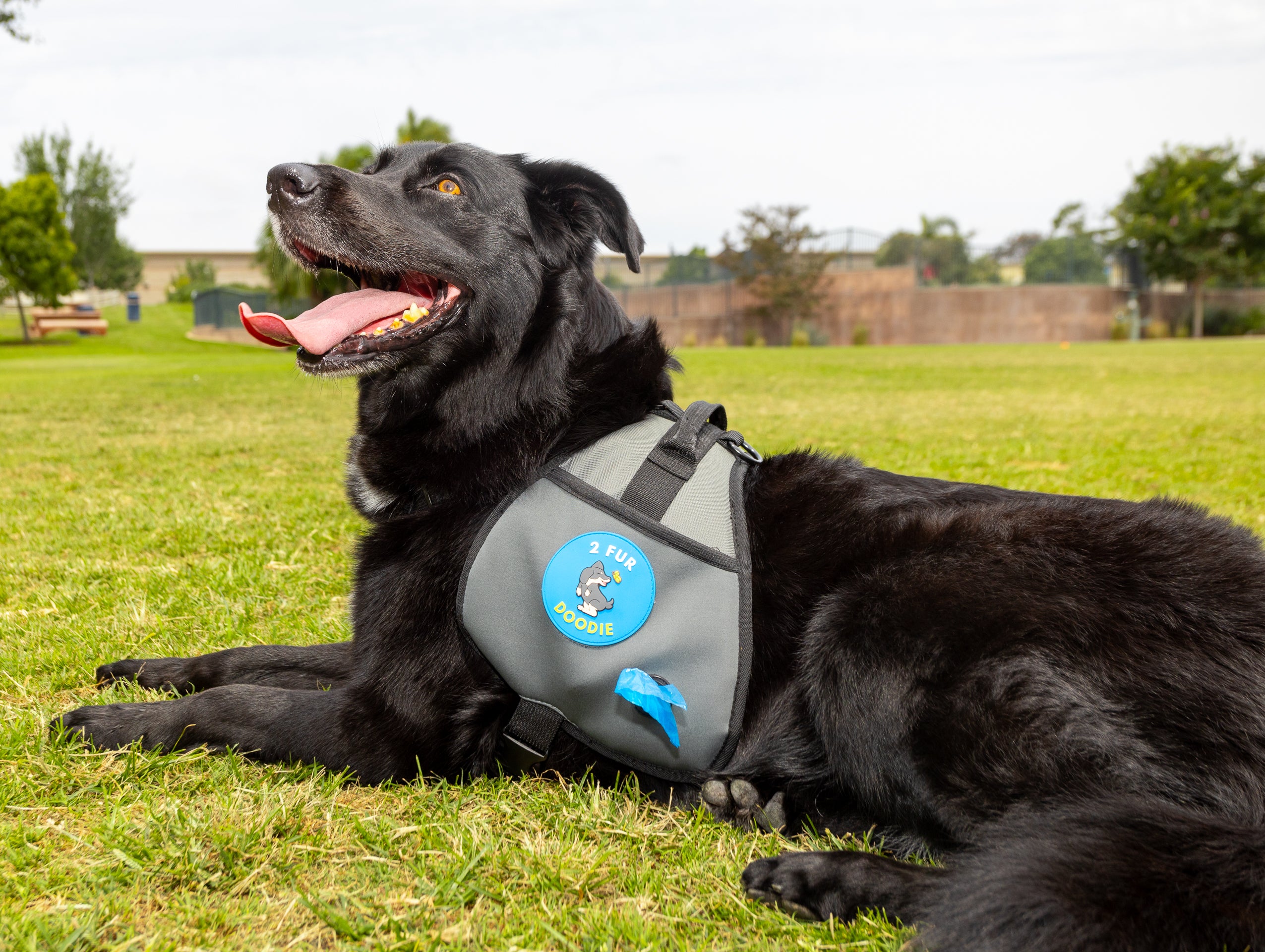 2 Fur Doodie Dog Harness – The Perfect Holiday Gift for Dog Lovers!