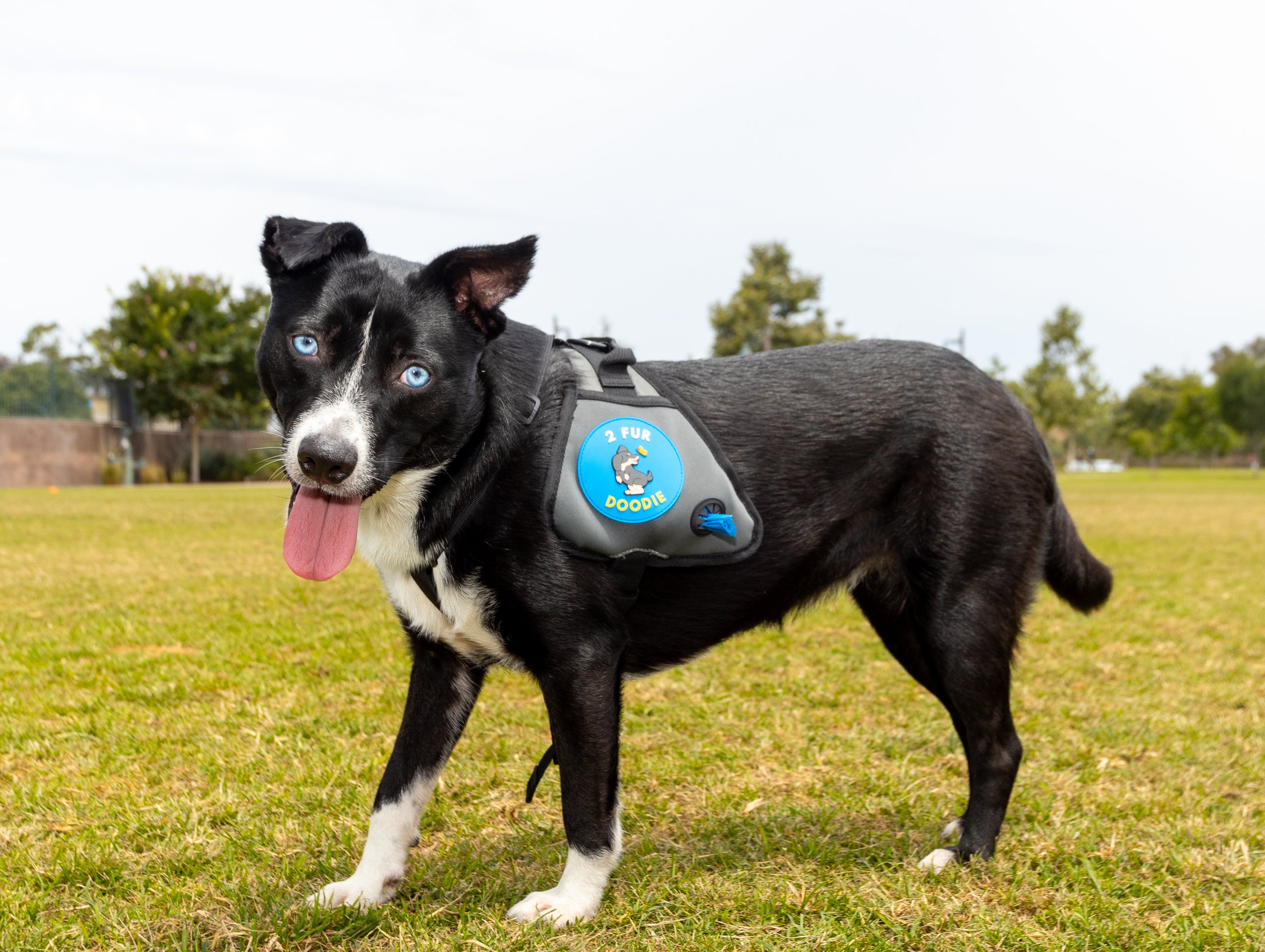 Walk Freely: Say Goodbye to Carrying Poop Bags with the 2 Fur Doodie!