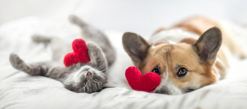 February 20: National Love Your Pet Day – A Special Tribute to Your Furry, Feathered, or Scaled Best Friend