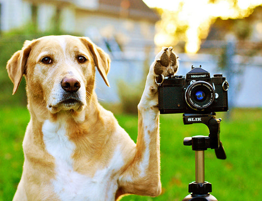July 26 | National Dog Photography Day: Celebrate Your Pup’s Best Angles