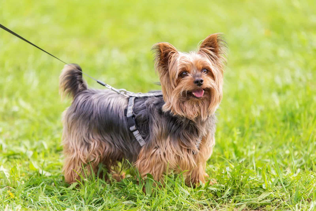 Happy National Yorkie Day! - August 1st