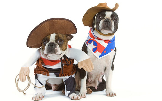 Dressing Up Your Pet: Celebrate National Dress Up Your Pet Day (January 14) with Style!