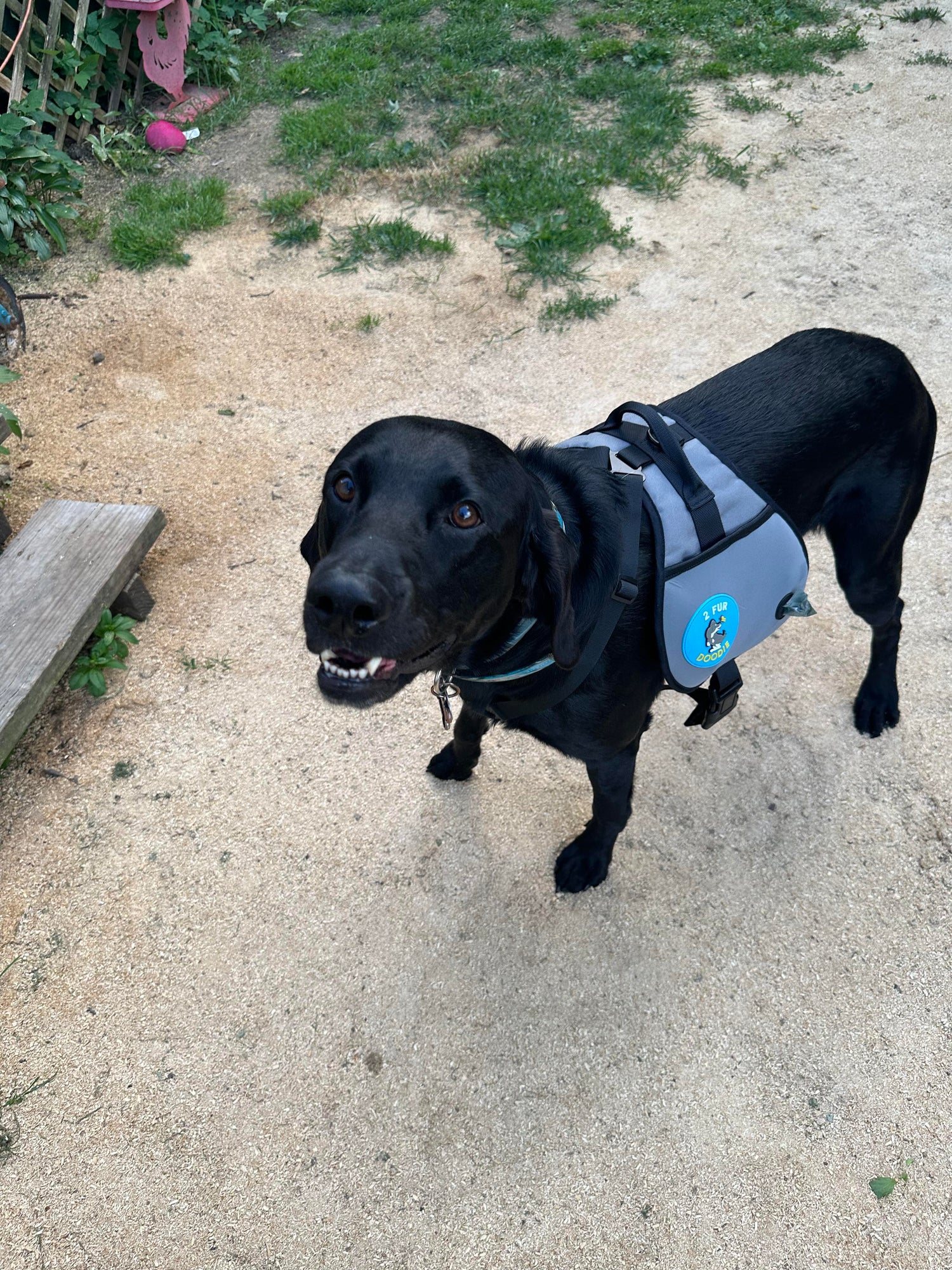 National Black Dog Day: Why Dark-Furred Canines Deserve Extra Love