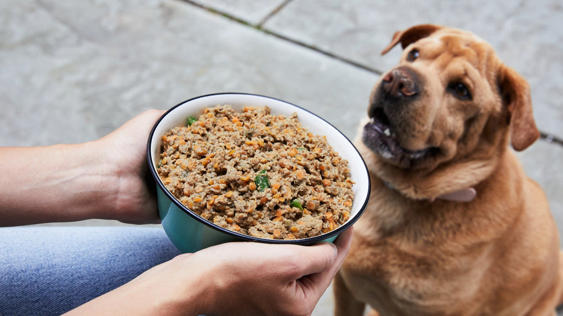 May 15: Do Lunch With Your Dog Day — Because They Deserve a Bite of the Fun!