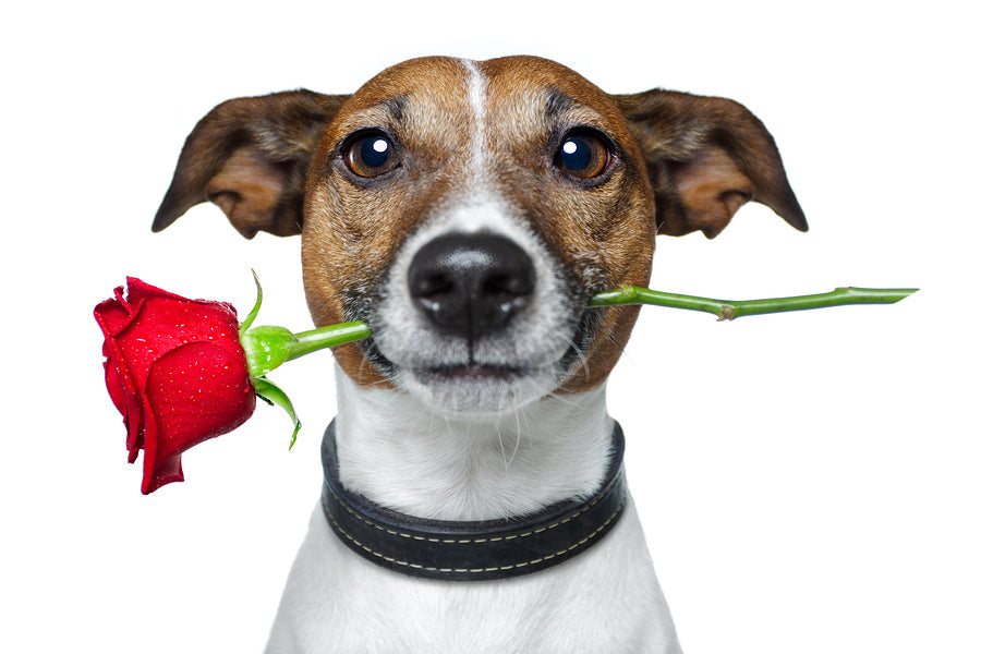 Make February 3 a Night to Remember—For You and Your Dog!