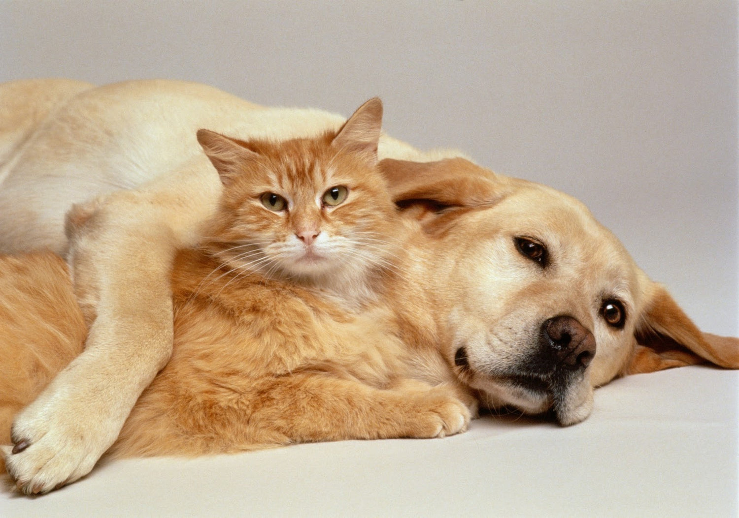 December: A Month to Celebrate Cats, Mutts, and Giving Back