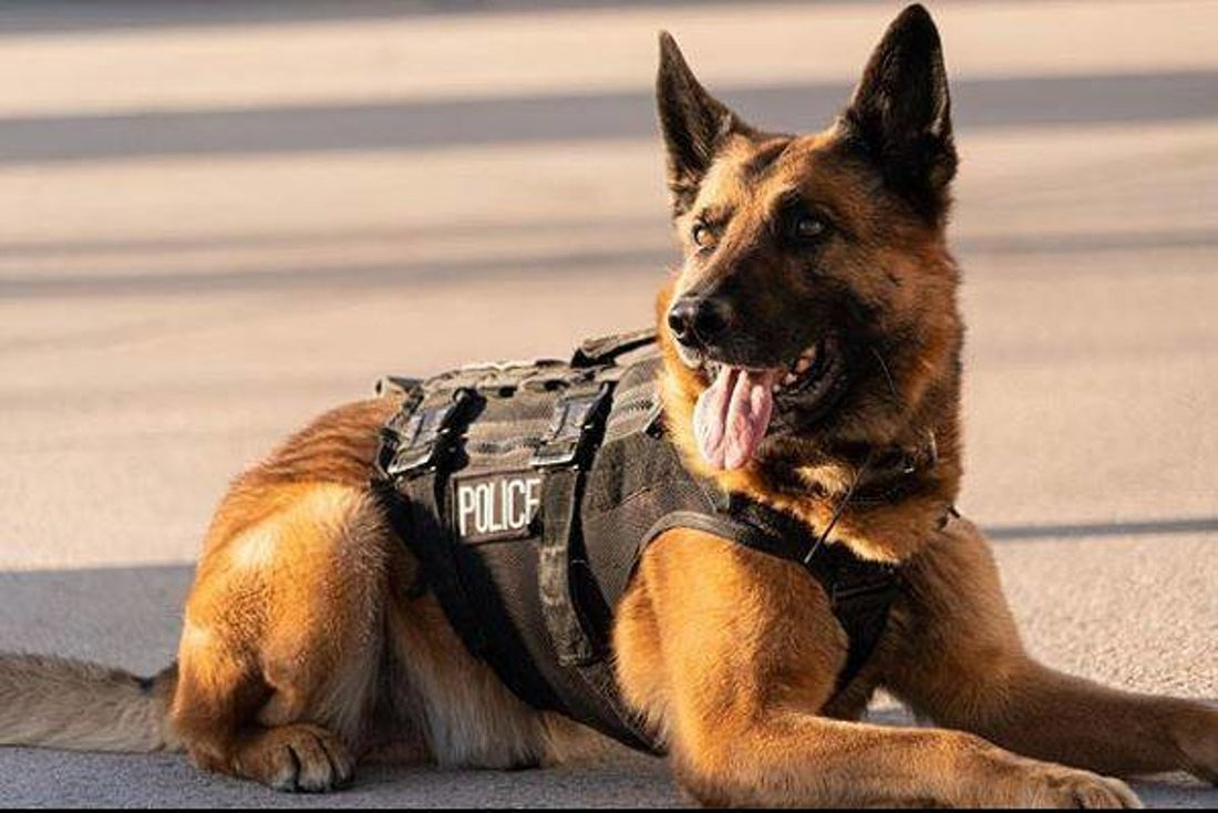 The Best Variety for a Police Canine: A Paw-some Manual for Canine Crime Fighters