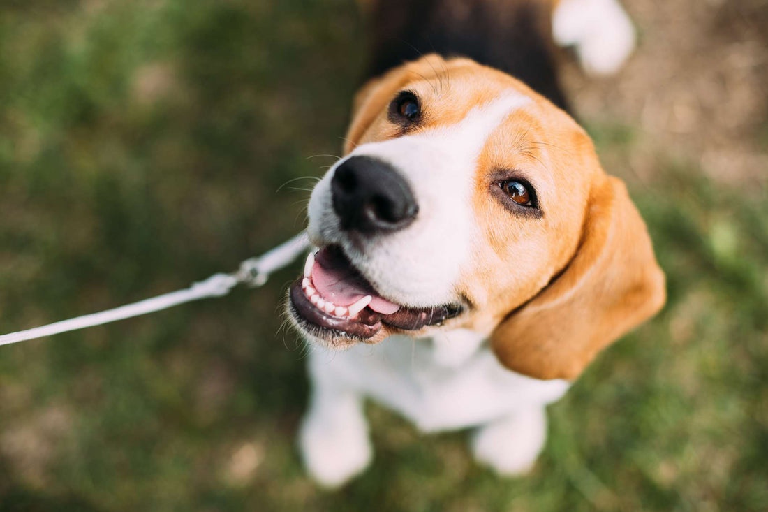 Let’s Talk Safety: National Dog Bite Prevention Week