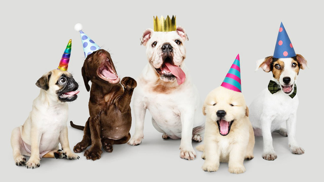 August 1 | DOGust 1st: Celebrating the Universal Birthday for Shelter Dogs