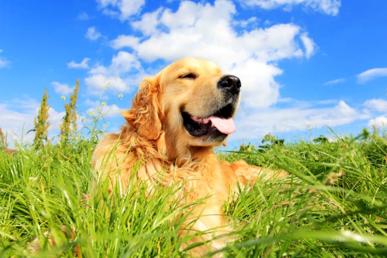 August 30th | National Holistic Pet Day