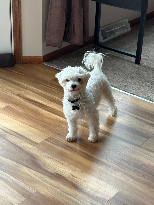 May’s First Week: Dog Anxiety Awareness Week — Understanding and Supporting Our Pups