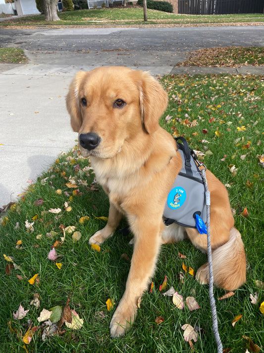 November Pet Love: Adopt a Senior Pet Month and More