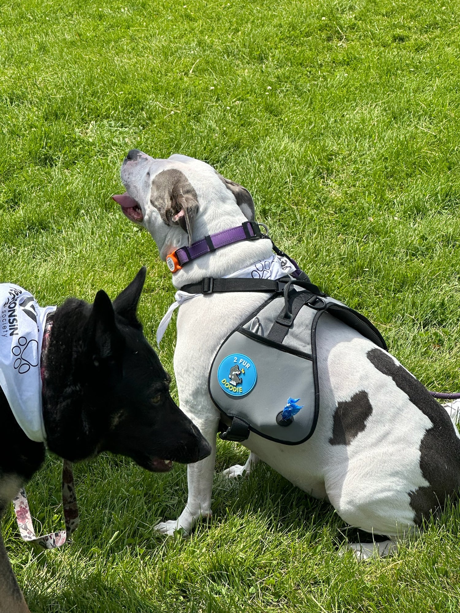 City Strolls with Your Pup: The Ultimate Urban Dog-Walking Guide