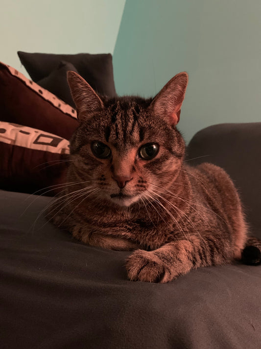 April 25 – Hairball Awareness Day: Helping Your Cat (and Your Carpet) Stay Hairball-Free