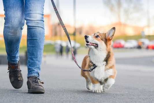 February 22: Walking the Dog Day – Celebrate One of Life’s Simple Joys