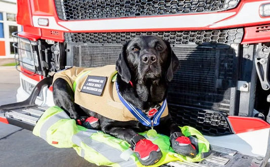 October 1: National Fire Pup Day & National Black Dog Day