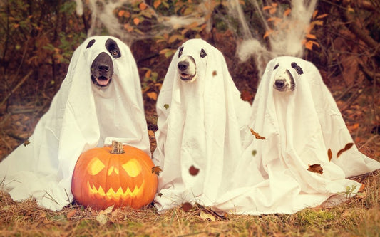 Halloween Fun for Your Dog – Keep It Safe, Spooky, and Tail-Wagging!