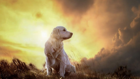 September 14th | National Pet Memorial Day