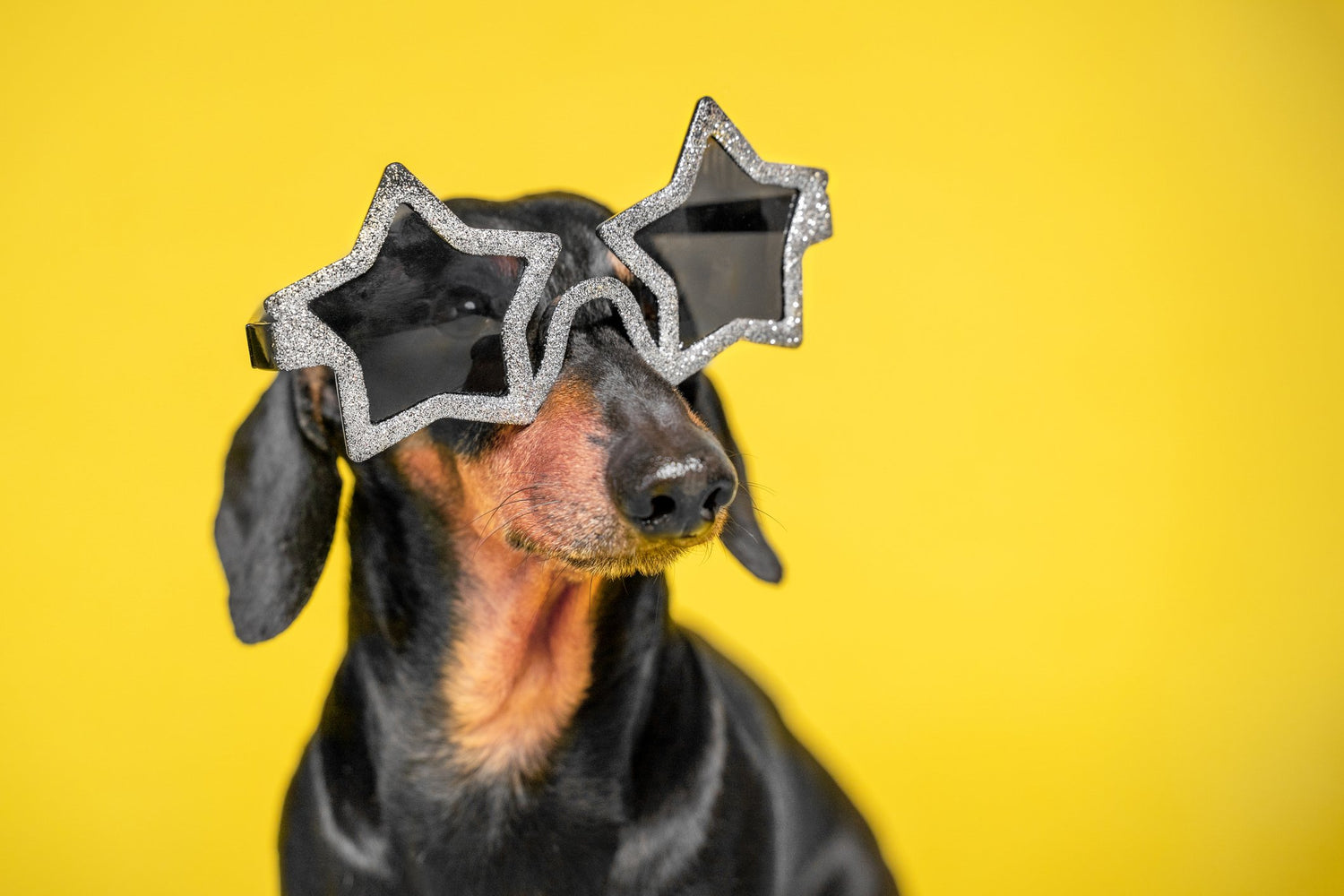 National Make a Dog’s Day: 6 Simple Ways to Make Your Dog Feel Like a Superstar on October 22