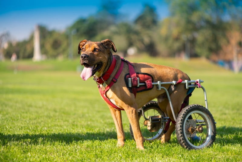May 3: National Specially-Abled Pets Day — Celebrating the Resilience and Love of Special Pets