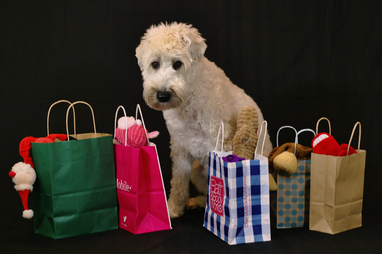 National Shop with Your Dog Day: How to Celebrate in Style with Your Furry Best Friend