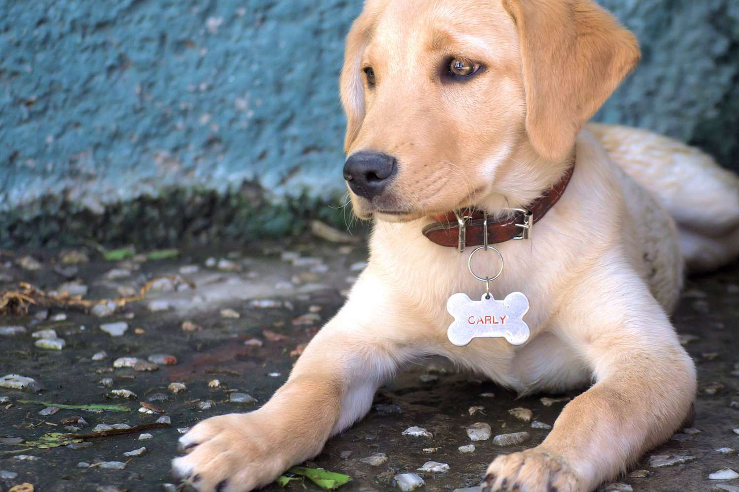 July 1: ID Your Pet Day