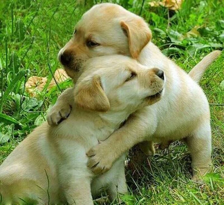 April 10: National Hug Your Dog Day — A Day for Snuggles and Tail Wags