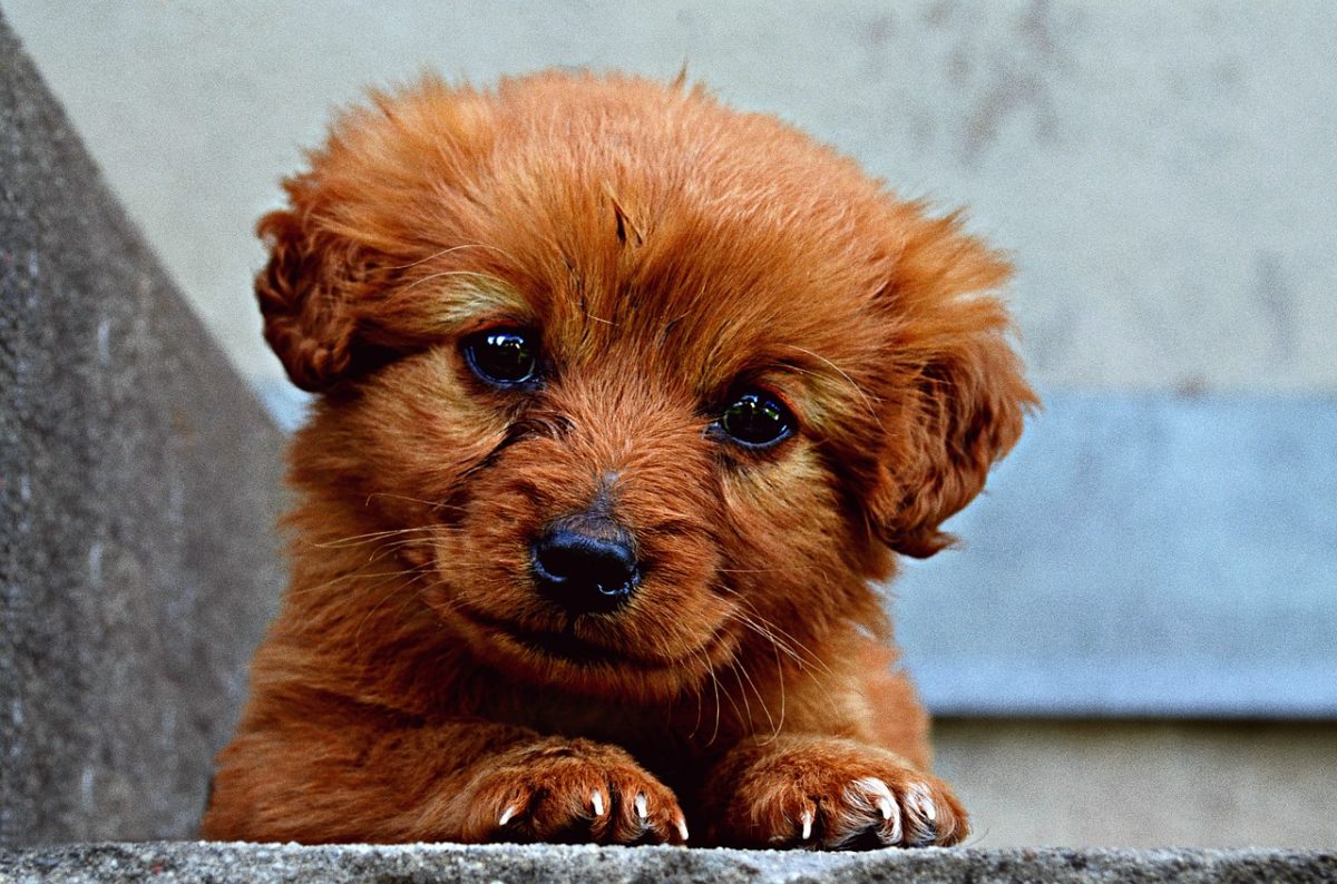 September 20th | Puppy Mill Awareness Day