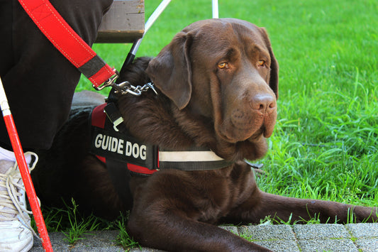 Honoring Our Four-Legged Heroes - August 4 | Assistance Dog Day