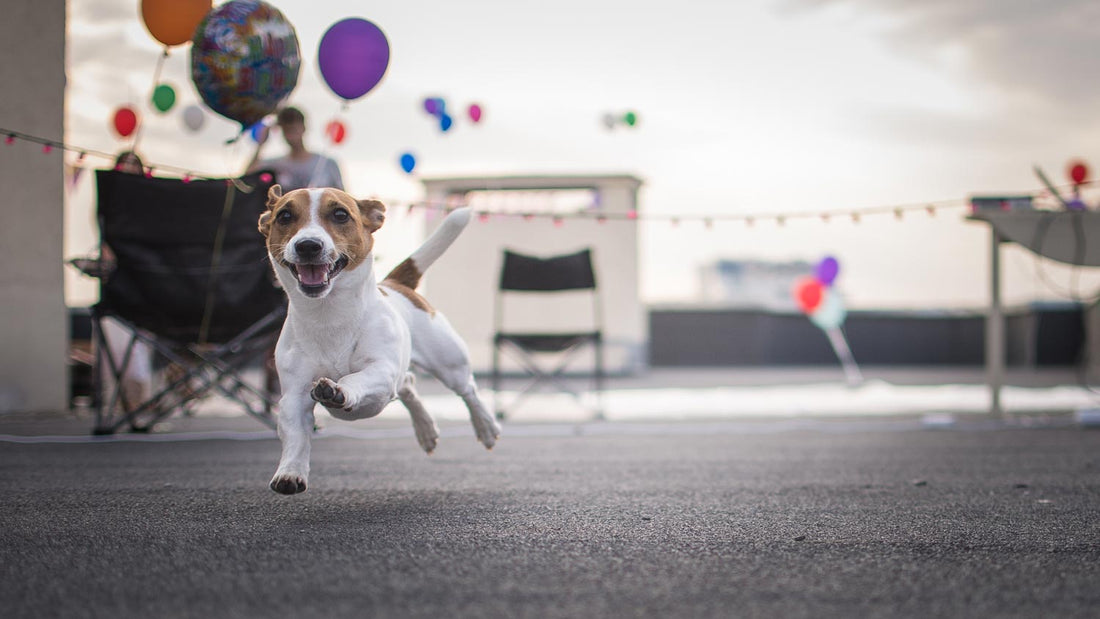 Pet Appreciation Week - First Full Week of June!