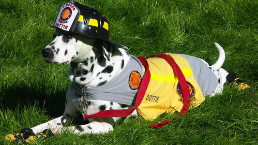 National Pet Fire Safety Day: Simple Tips to Keep Your Pets Safe