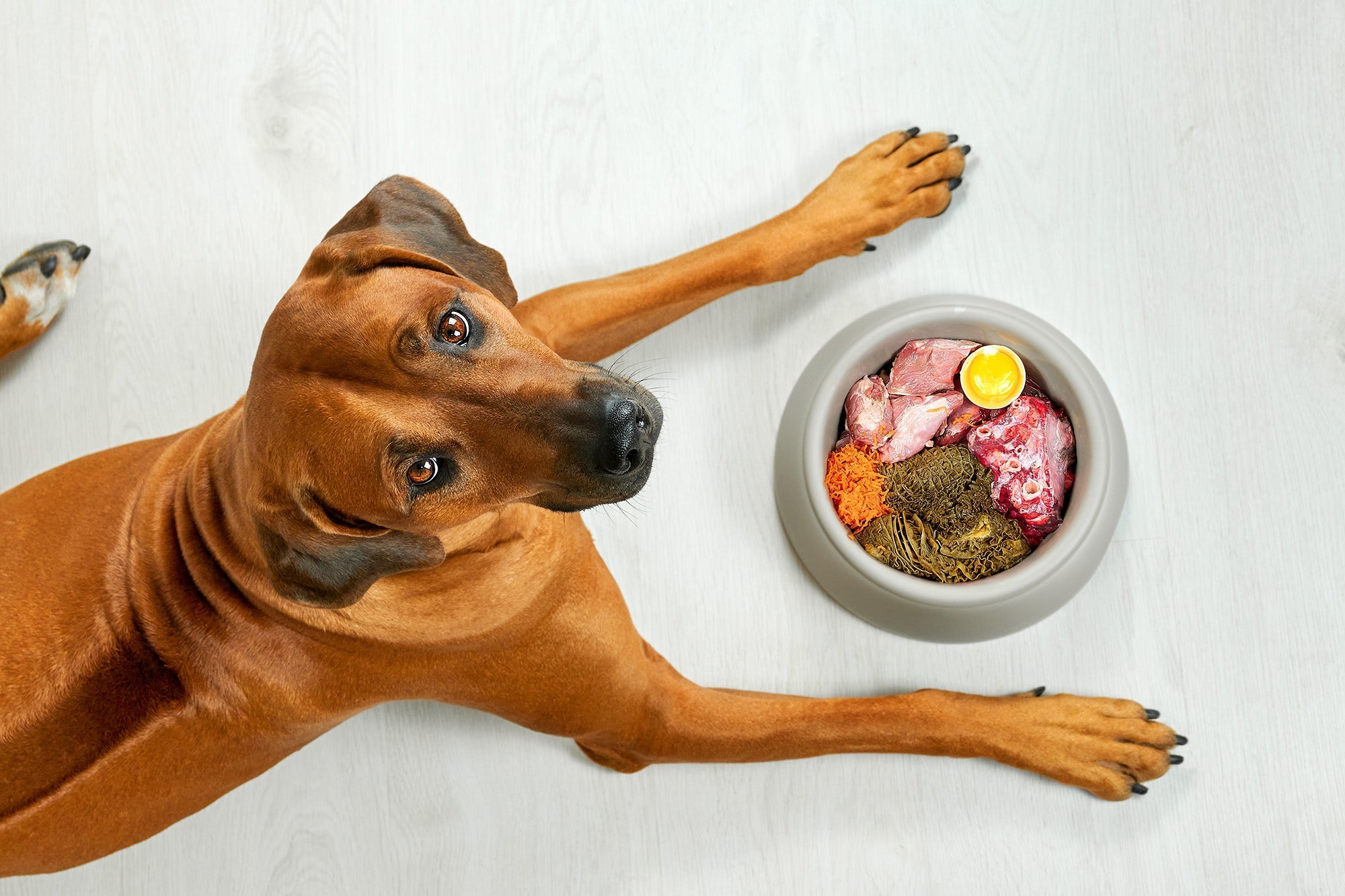 Celebrate National Cook for Your Pets Day – November 1