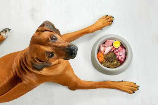 Celebrate National Cook for Your Pets Day – November 1