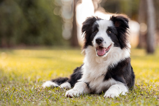 July 21 | World Collie Day: Celebrating Loyalty, Intelligence, and That Famous Lassie Spirit