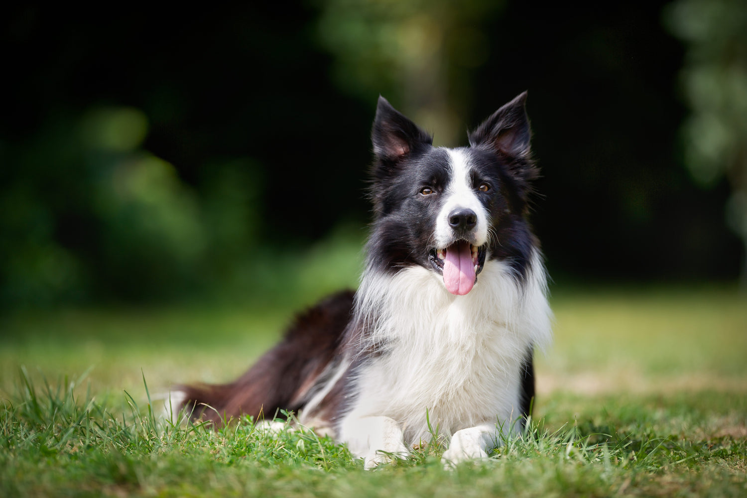 November 24 | National Border Collie Day – A Tribute to the Smartest of the Smart