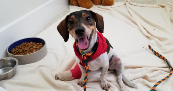 National Feed a Rescue Pet Week (3rd Week of July)